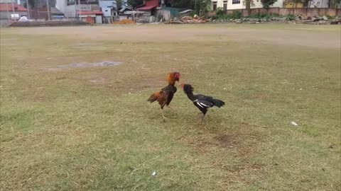 Fighting cock masters practice fighting
