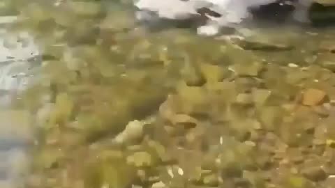 Puppy on the beach