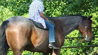 10 year old riding 16.2hh bay roan gelding horse.