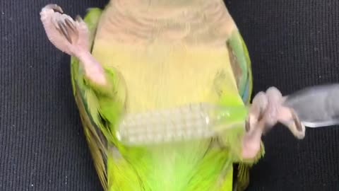 Parrot Pampers Itself