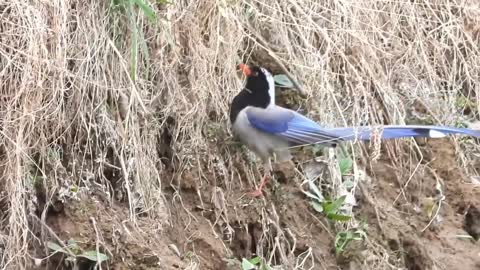 The red-billed blue tit will soon enter the breeding season
