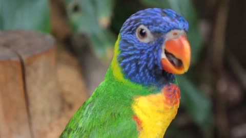 Pet color full perrot speak