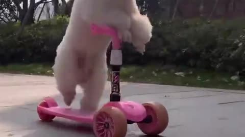 Dog skating in the street
