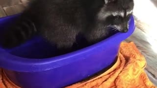 Raccoon Has a Blast in Mini Pool