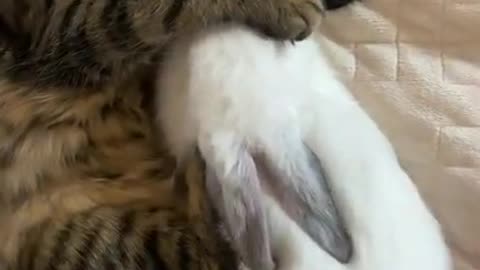 Cute cat compilation l Funny animals videos 😂 l#shorts