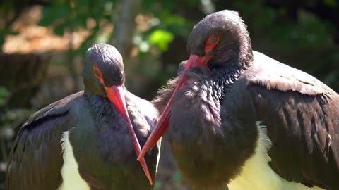 Black stork