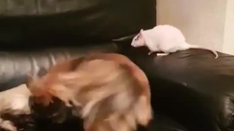 Dog, Rat and Cat Play Fighting