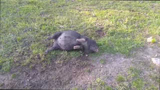 Micro Pig Breaks Into Field to Feed on Moonshine Mash