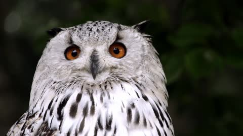 Female White Owl Nerdy Eye Look