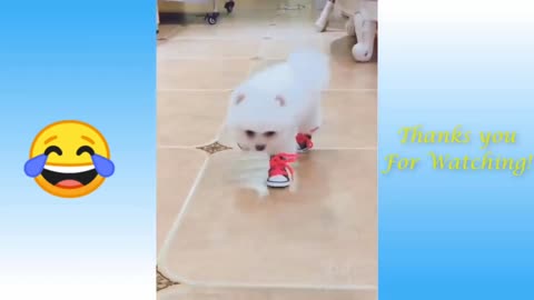 White cute puupy walking with shoes 😍