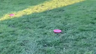 Frisbee w/ unc Chris