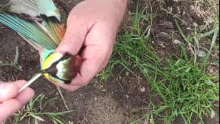 Choking Bird Rescued