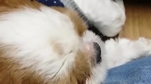 Cute puppy. Shih Tzu. Snoring puppy.
