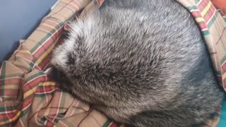 Raccoon smelled a snack while sleeping and ate it as soon as he woke up.