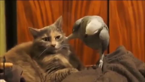JUNK Parrot and Cat (FUNNY, JUNK WITH CATS AND CATS)