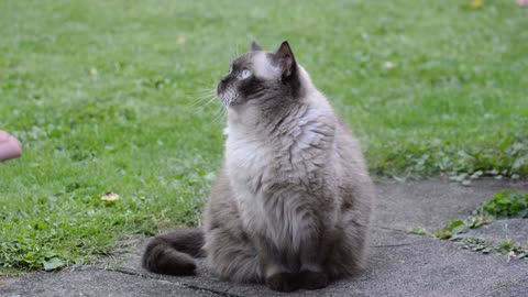 Kitty Angle Eye Follows Birds In Garden