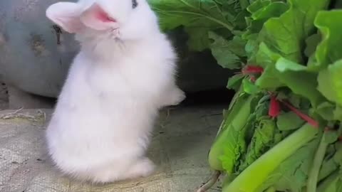 Cute rabbit . A beautiful momen