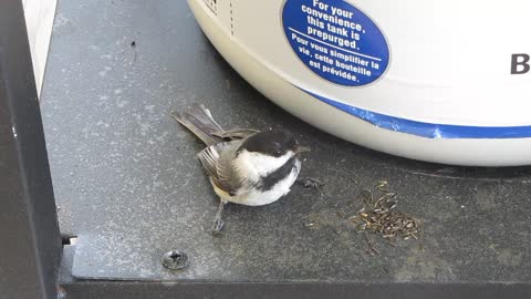 Confused bird that hit the window