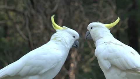 Bird Romance - Big white birds caressing each other