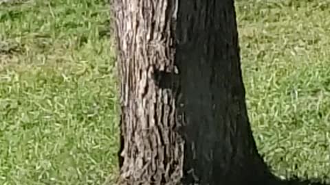 A woodpecker on my tree