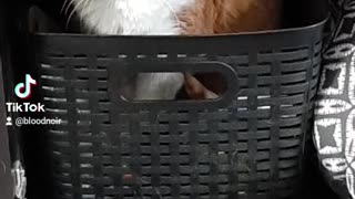 Cute older cat loves his basket