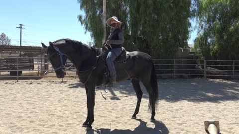 Arim 26yr old Ahkal-Teke Stallion Get on and Ride