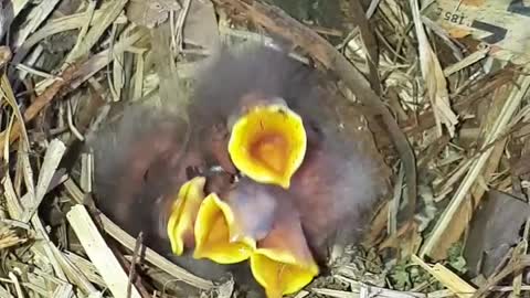 Baby birds, black bird nest