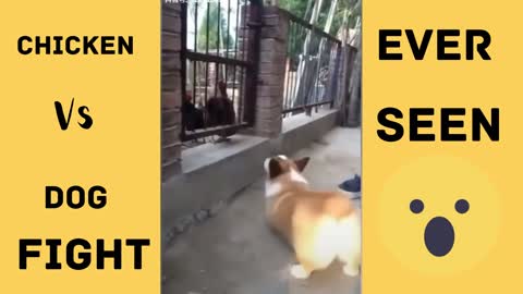 Chicken vs dog fight |funny video dogs fight 😂😂