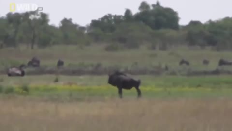 Hyenas National Geographic Hunt Buffalo Documentary