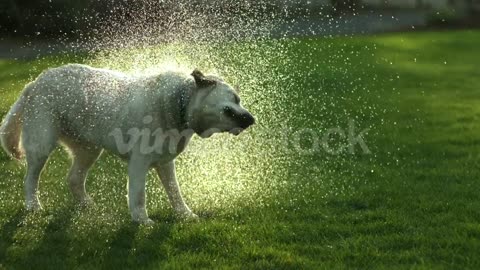 Dog shaking off water, slow motion