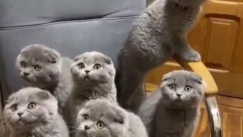 Funny cats. Very cute.