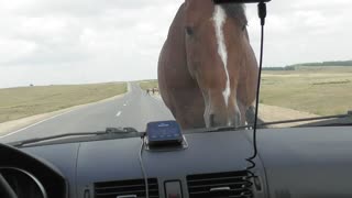 Horse Blocks Road Demanding Treats