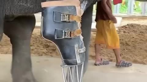 elephant wearing prosthesis on one leg