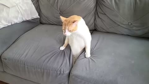 Funny Cat Videos NEW