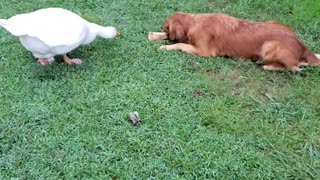 Goose vs. Golden