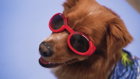 Dog Wearing Goggles / Funny Dogs
