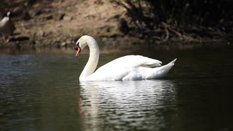 a beautiful swan paddling in the lake