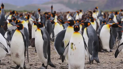 penguins birds animal