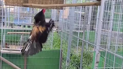 Can your chickens fly like that? My hobby is flying