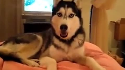 Husky is Talking. it say "i love you"
