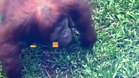 Monkies Funny Moments That Will Make You Laugh