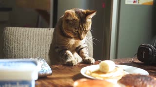 Cat on the table