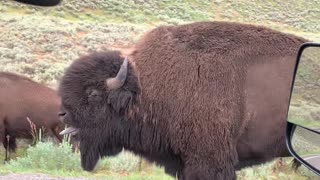 Yellowstone Bison Bellows
