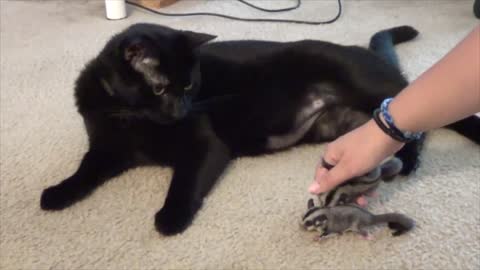 Cat plays with sugar glider babies