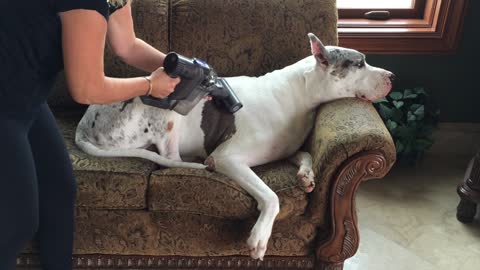 Great Dane chills out while being vacuumed