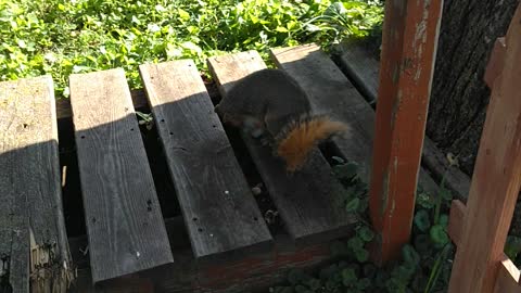 Rescued Squirrel Plays with Toy Unicorn