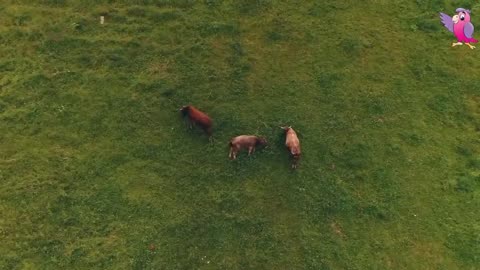 COW VIDEO 🐮🐄 COWS MOOING AND GRAZING IN A FIELD 🐄🐮