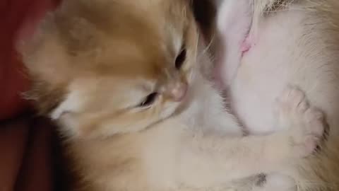 A little kitten is cutely feeding on its mother's milk. My heart was filled with seeing,,,
