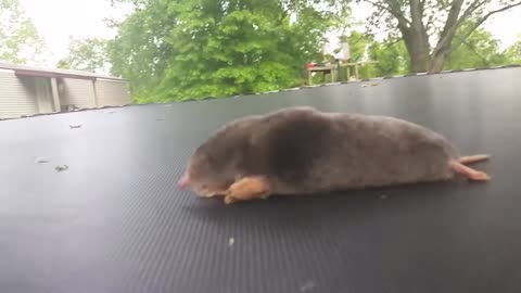 Cute little mole on trampoline