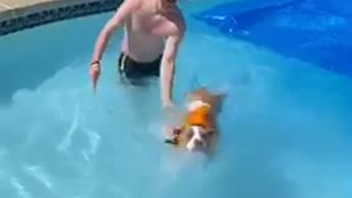 Dog’s first swim does not go as planned!